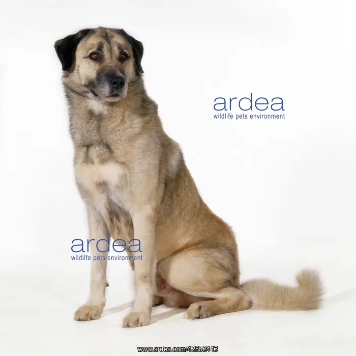 : Anatolian Shepherd Dog - (Karabash) : Anatolian Shepherd Dog - (Karabash)