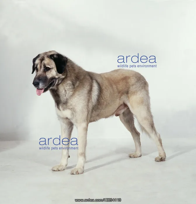 : Anatolian Shepherd / Kara bash DOG : Anatolian Shepherd / Kara bash DOG
