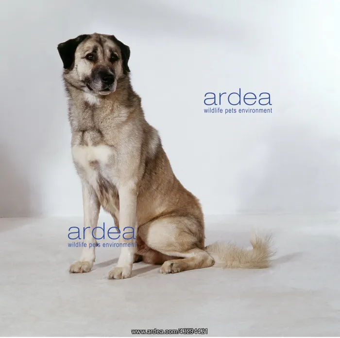 : Anatolian Shepherd / Kara bash DOG : Anatolian Shepherd / Kara bash DOG