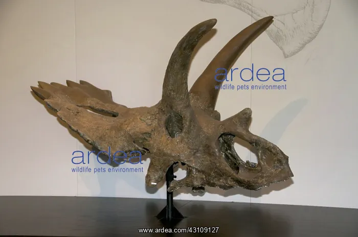  : Anchiceratops ornatus