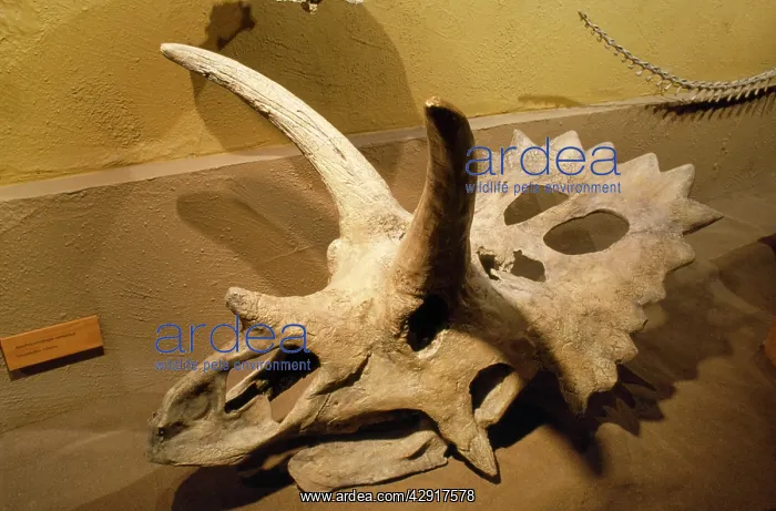 : Anchiceratops ornatus Dinosaur Fossil - late cretaceous : Anchiceratops ornatus Dinosaur Fossil - late cretaceous
