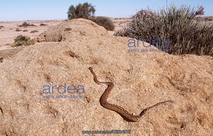 : Anchieta's Dwarf Python : Anchieta's Dwarf Python