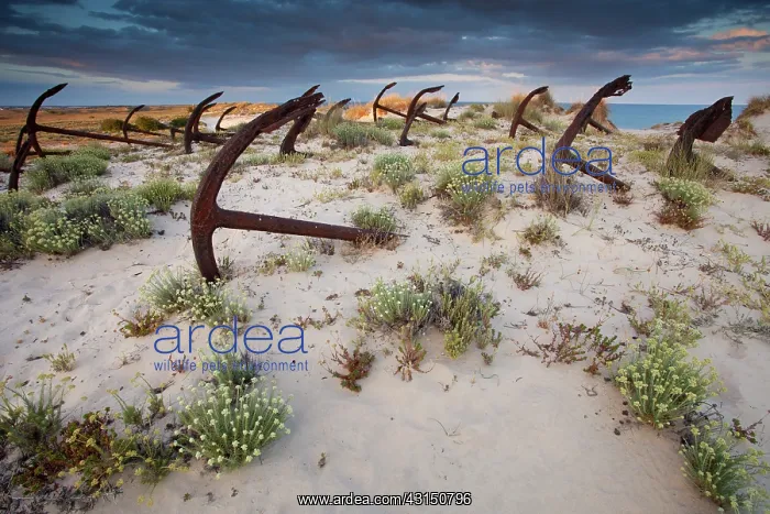 : Anchor composition on Barril beach : Anchor composition on Barril beach
