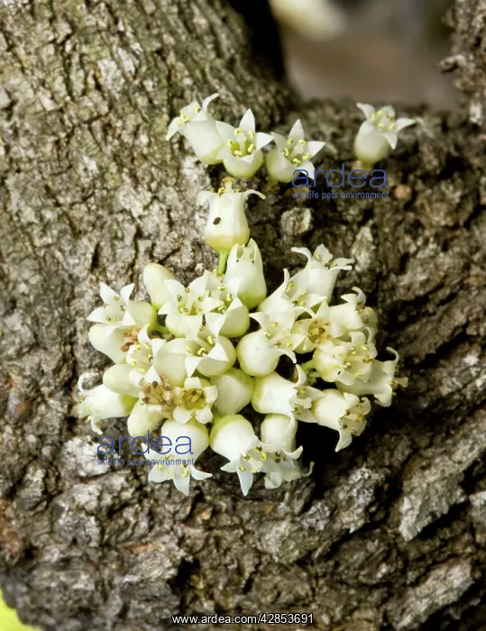  : Anchor plant or crucifixion thorn, with flowers and spines