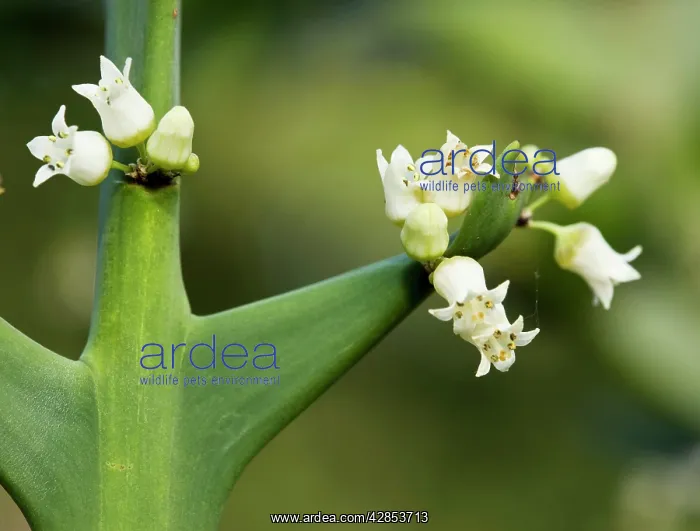 : Anchor plant or crucifixion thorn, with flowers and spines : Anchor plant or crucifixion thorn, with flowers and spines