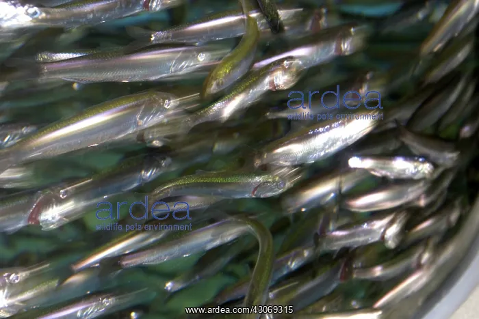 : Anchovies on display at Monterey Bay Aquarium : Anchovies on display at Monterey Bay Aquarium