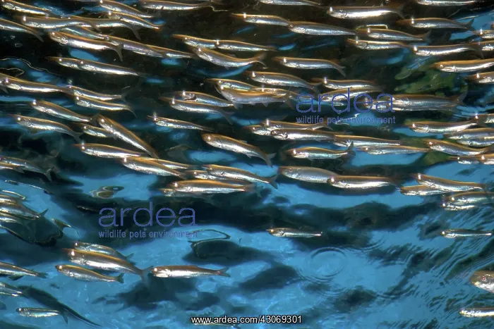 : Anchovy display at Monterey Bay Aquarium : Anchovy display at Monterey Bay Aquarium