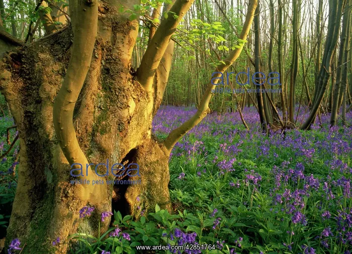 : Ancient ASH stool - In bluebell wood : Ancient ASH stool - In bluebell wood
