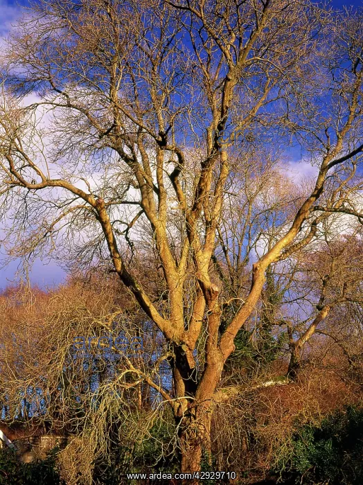 : Ancient Ash Tree - in garden in winter : Ancient Ash Tree - in garden in winter