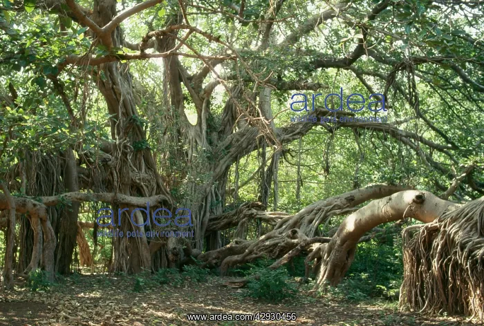 : Ancient BANYAN TREE - 2nd oldest tree in India : Ancient BANYAN TREE - 2nd oldest tree in India