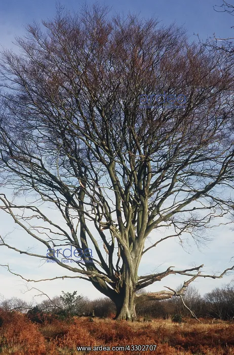 : ANCIENT BEECH POLLARD : ANCIENT BEECH POLLARD
