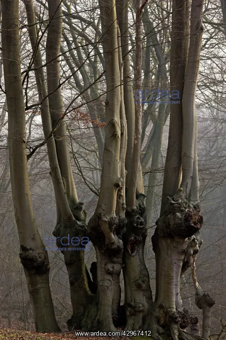 : Ancient Beech pollards : Ancient Beech pollards