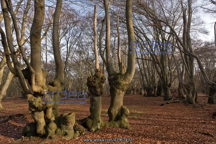 : Ancient Beech pollards : Ancient Beech pollards
