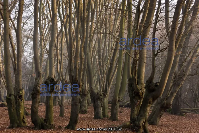 : Ancient Beech pollards in Great Monk Wood : Ancient Beech pollards in Great Monk Wood