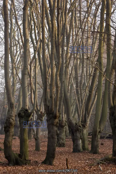 : Ancient Beech pollards in Great Monk Wood : Ancient Beech pollards in Great Monk Wood