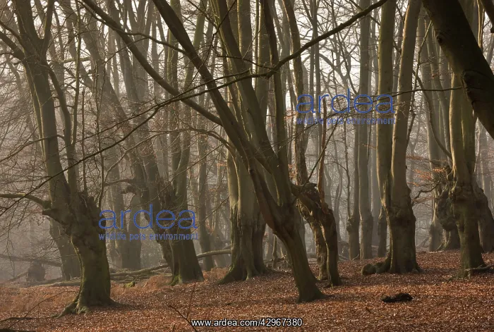 : Ancient Beech pollards in Great Monk Wood : Ancient Beech pollards in Great Monk Wood
