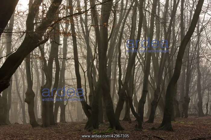 : Ancient Beech pollards on misty winter morning : Ancient Beech pollards on misty winter morning