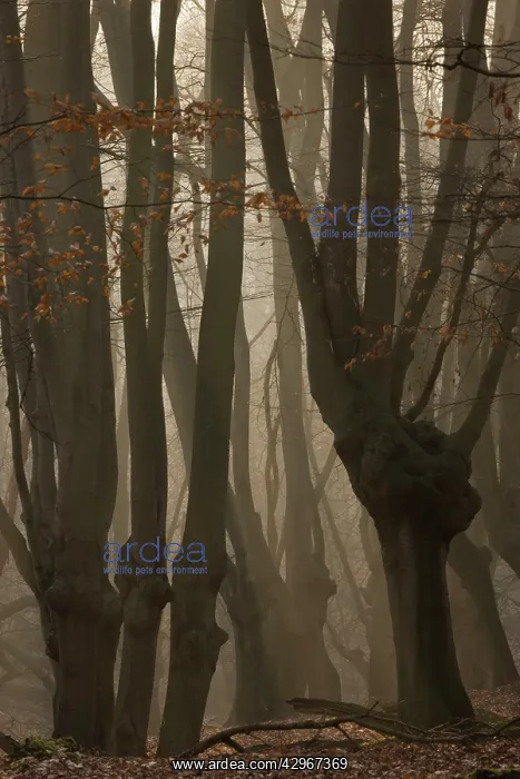 : Ancient Beech pollards on misty winter morning : Ancient Beech pollards on misty winter morning