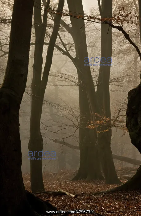 : Ancient Beech pollards on misty winter morning : Ancient Beech pollards on misty winter morning
