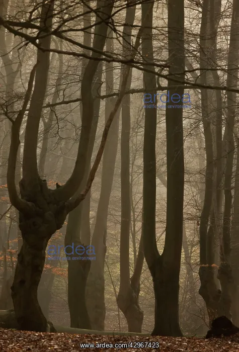 : Ancient Beech pollards on misty winter morning : Ancient Beech pollards on misty winter morning