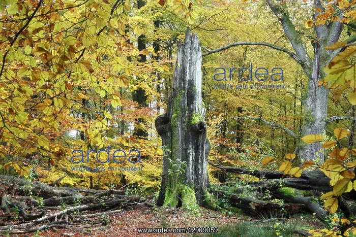 : Ancient Beech Tree - in autumn colour : Ancient Beech Tree - in autumn colour