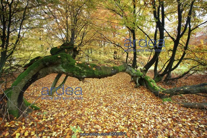 : Ancient Beech Tree - in autumn colour : Ancient Beech Tree - in autumn colour