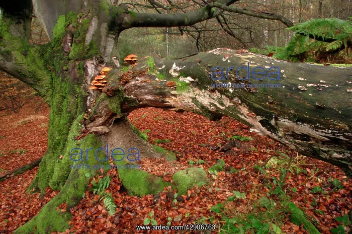 : Ancient Beech Tree - Covered with various fungi : Ancient Beech Tree - Covered with various fungi