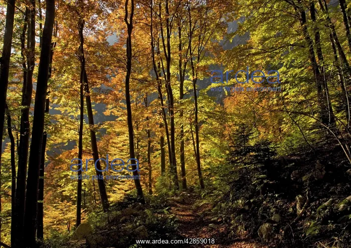 : Ancient Beech woods - In autumn, on limestone : Ancient Beech woods - In autumn, on limestone