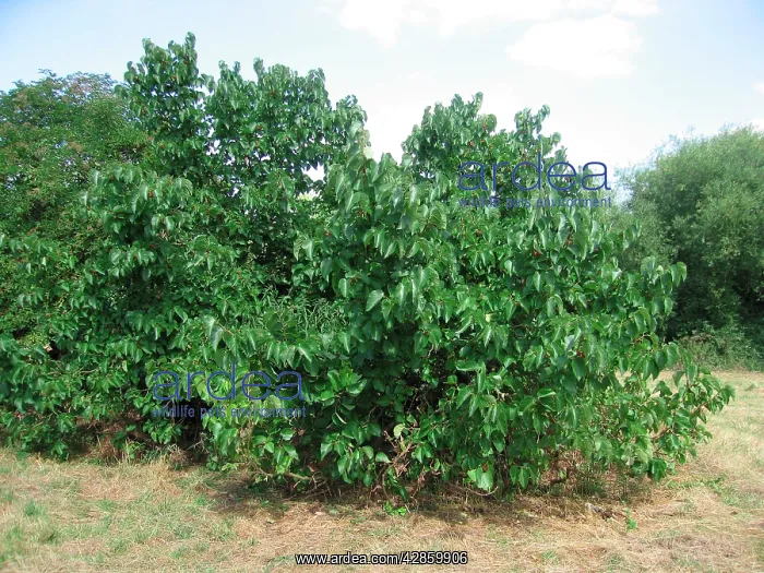 : Ancient Black Mulberry Fruit Tree, UK : Ancient Black Mulberry Fruit Tree, UK