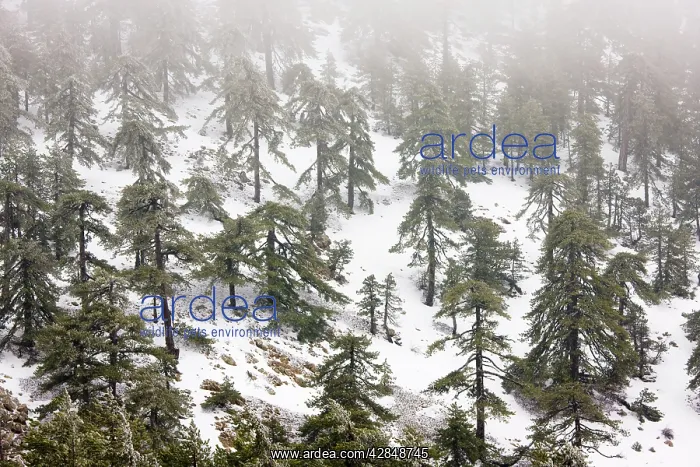 : Ancient Black Pine forest - in snow and freezing : Ancient Black Pine forest - in snow and freezing