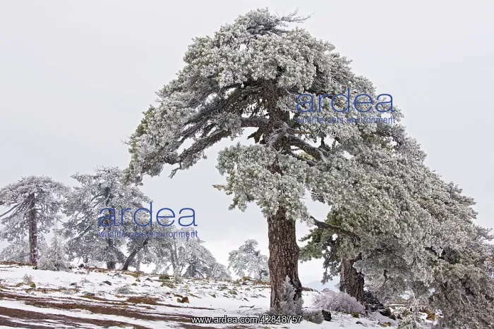 : Ancient Black Pine forest - in snow and freezing : Ancient Black Pine forest - in snow and freezing
