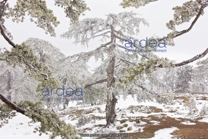 : Ancient Black Pine forest - in snow and freezing : Ancient Black Pine forest - in snow and freezing