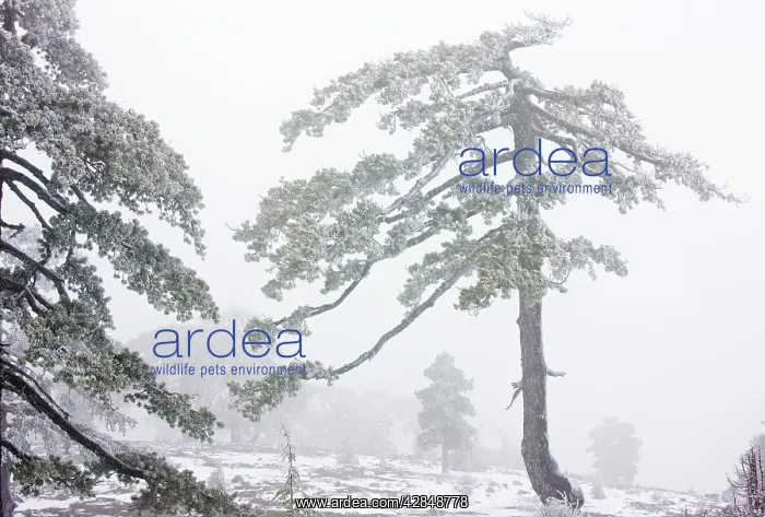 : Ancient Black Pine forest - in snow and freezing : Ancient Black Pine forest - in snow and freezing