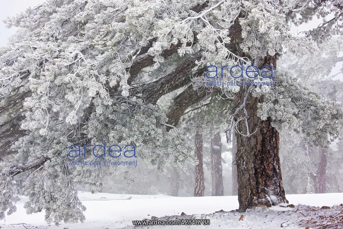  : Ancient Black Pine forest - in snow and freezing