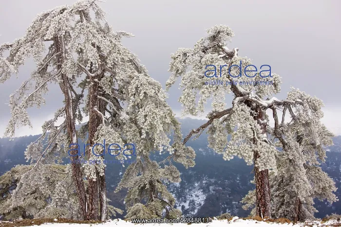 : Ancient Black Pine forest - in snow and freezing : Ancient Black Pine forest - in snow and freezing
