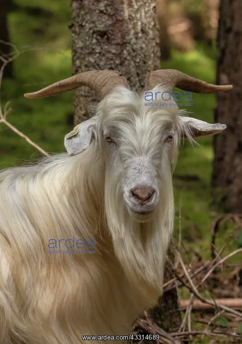 : Ancient breed goats grazing orchid-rich nature r : Ancient breed goats grazing orchid-rich nature r