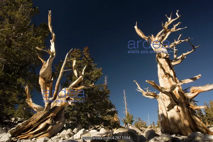 : Ancient bristlecone pine trees : Ancient bristlecone pine trees