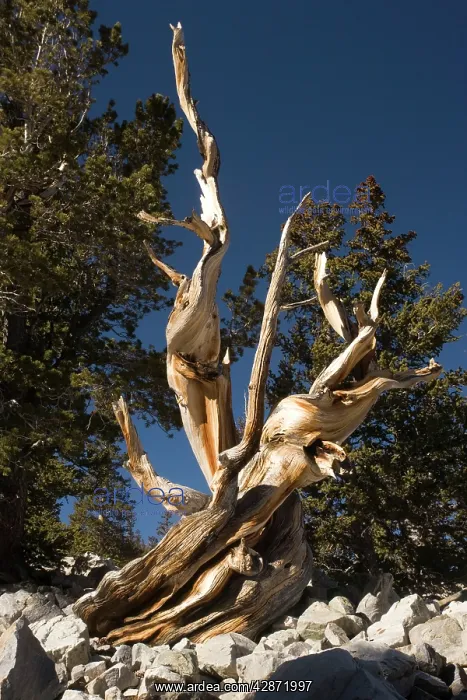: Ancient bristlecone pine trees : Ancient bristlecone pine trees