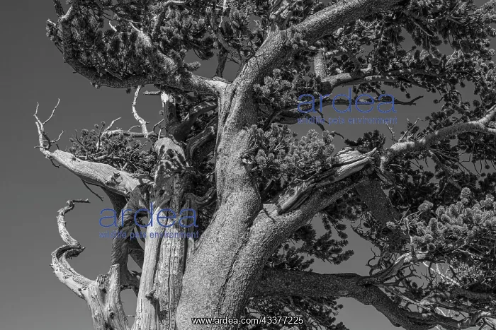 : Ancient bristlecone pines, Mount Evans Wilderness : Ancient bristlecone pines, Mount Evans Wilderness