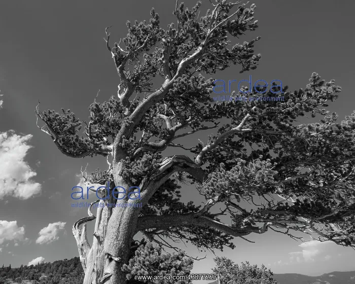 : Ancient bristlecone pines, Mount Evans Wilderness : Ancient bristlecone pines, Mount Evans Wilderness