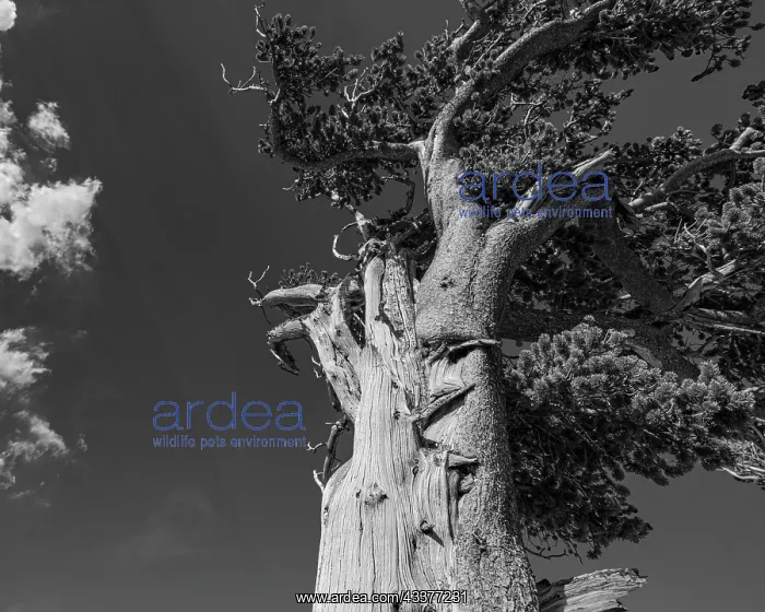  : Ancient bristlecone pines, Mount Evans Wilderness