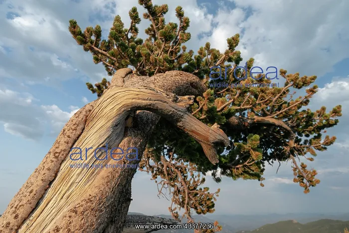 : Ancient bristlecone pines, Mount Evans Wilderness : Ancient bristlecone pines, Mount Evans Wilderness