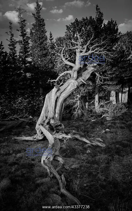 : Ancient bristlecone pines, Mount Evans Wilderness : Ancient bristlecone pines, Mount Evans Wilderness