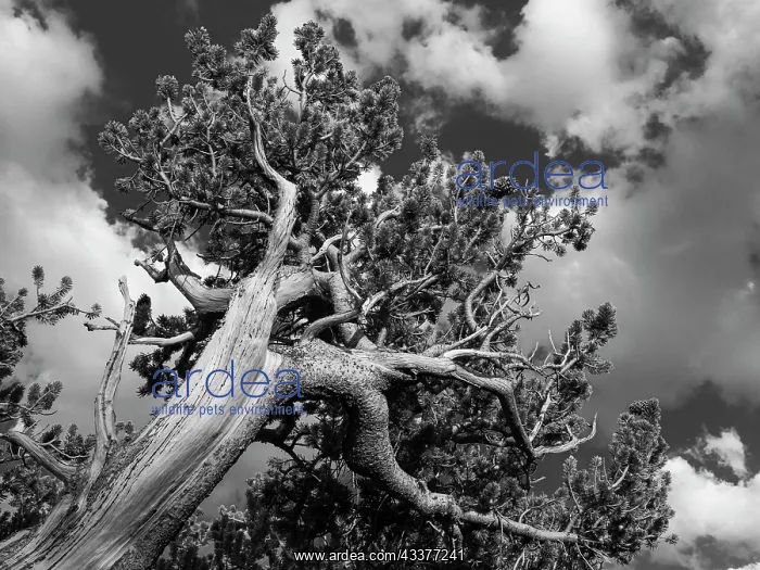 : Ancient bristlecone pines, Mount Evans Wilderness : Ancient bristlecone pines, Mount Evans Wilderness