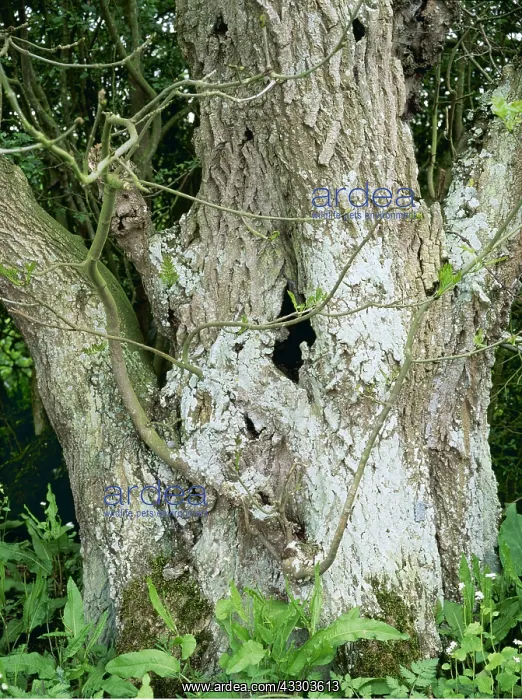 : Ancient coppiced Ash tree : Ancient coppiced Ash tree