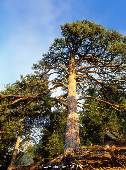  : Ancient Corsican Pine