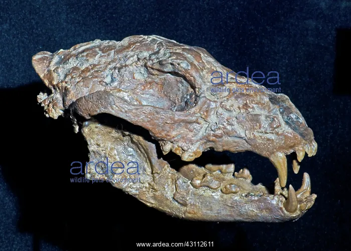 : Ancient Coyote : Ancient Coyote
