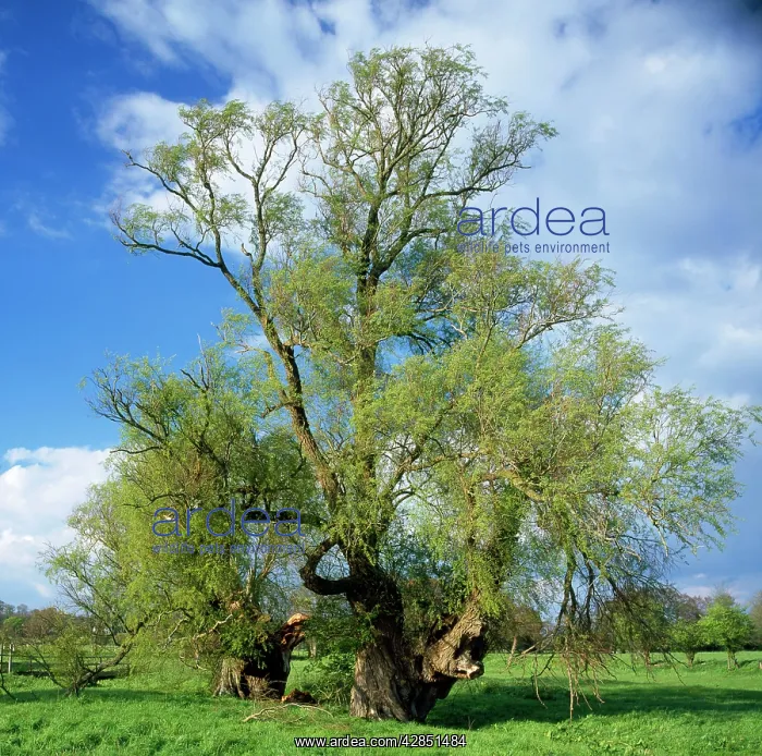 : Ancient Crack WILLOW : Ancient Crack WILLOW