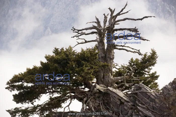 : An ancient Cypress : An ancient Cypress
