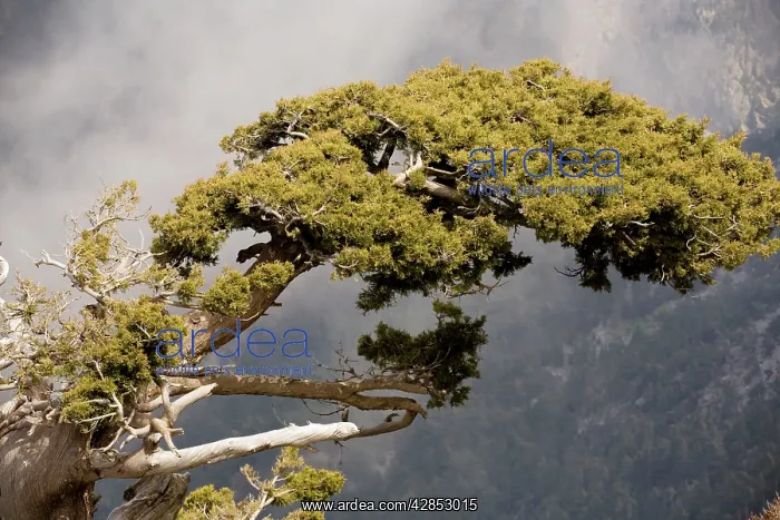: Ancient cypresses : Ancient cypresses